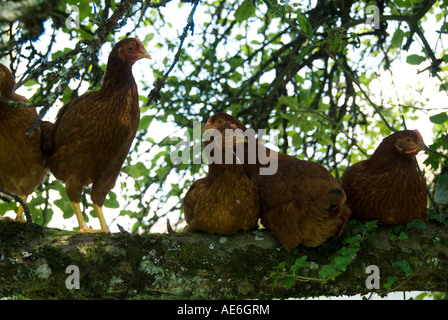 Bild der Hennen Schlafplatz auf einem Ast Stockfoto