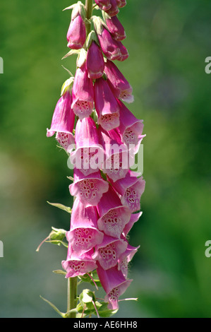 Gemeinsamen Fingerhut Digitalis Purpurea, auch genannt lila Fingerhut Stockfoto