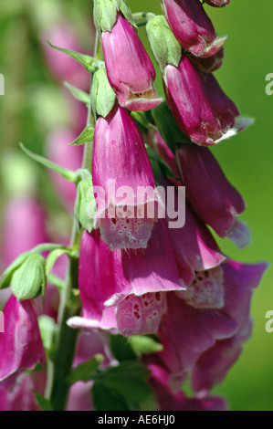 Gemeinsamen Fingerhut Digitalis Purpurea, auch genannt lila Fingerhut Stockfoto