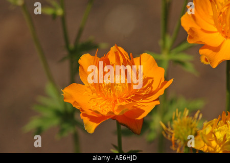 Goldenen chinesischen Trollblumen Trollblume chinensis Stockfoto