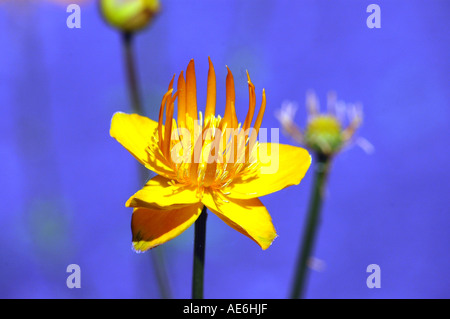 Goldenen chinesischen Trollblumen Trollblume chinensis Stockfoto