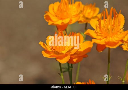 Goldenen chinesischen Trollblumen Trollblume chinensis Stockfoto