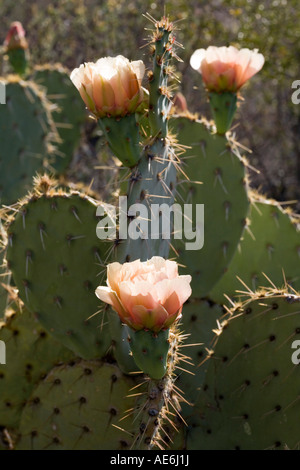 Gegenbaur s Prickly Pear Cactus Opuntia Engelmannii Saguaro National Park West Tucson Arizona Stockfoto