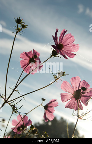 Bild des Kosmos Blumen Stockfoto