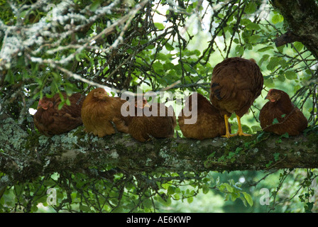 Bild der Hennen Schlafplatz auf einem Ast Stockfoto