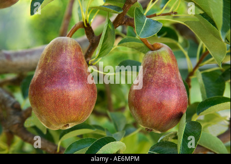 Birnen 'Red Sensation' Reifen auf Zweig. Stockfoto