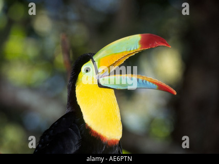 Porträt eines Kiels abgerechnet Tukan in einem Regenwald in westlichen Costa Rica Stockfoto