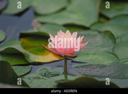 Eine Lotusblüte oder Seerose wächst in einem Regenwald Pool im Tortuguero-Nationalpark an der Karibikküste von Costa Rica Stockfoto