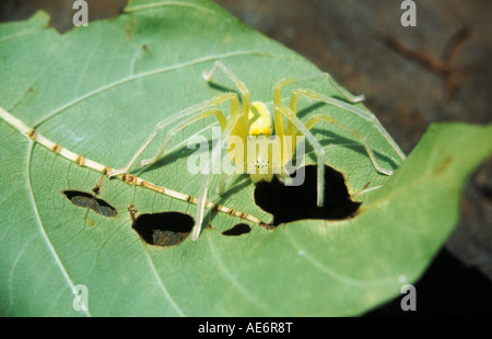 GRÜNE LYNX Spinne, Familie OXYOPIDAE, Sanjay Gandhi National Park, Mumbai. Gekennzeichnet durch das Vorhandensein von Stacheln auf Beinen Stockfoto