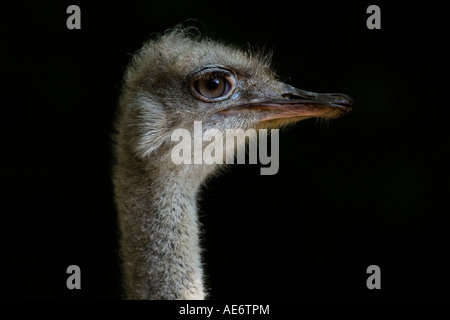 Porträt eines Straußes, Struthio camelus Stockfoto