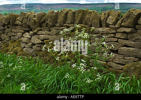 Kuh Petersilie wächst auf einer Yorkshire am Straßenrand Kante Stockfoto