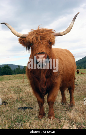 Highland-Rinderrasse auf der Farm in North-eastern Aberdeenshire scotland Stockfoto