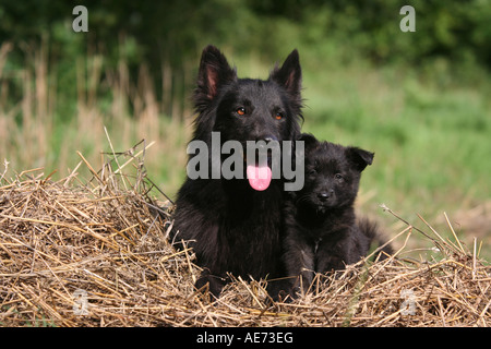 Holländischer Schäferhund, Hollandse Herdershond Hund, Erwachsener, Hund, Haustier, schwarz, Weiblich, Purebreed Stockfoto