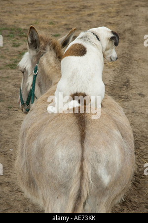 Jack Russel Terrior Hund, Reiten auf dem Rücken eines Esels Stockfoto