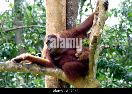 Orang Utan Mutter und Baby in freier Wildbahn im Semenggoh Wildlife Rehabilitation Centre, Kuching, Sarawak, Borneo, Malaysia Stockfoto