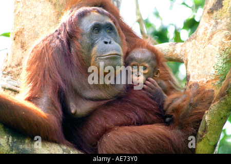 Orang-Utan und Baby in freier Wildbahn im Semenggoh Wildlife Rehabilitation Centre, Kuching, Sarawak, Borneo, Malaysia Stockfoto