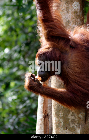 Orang-Utans in freier Wildbahn im Semenggoh Wildlife Rehabilitation Centre, Kuching, Sarawak, Borneo, Malaysia Stockfoto