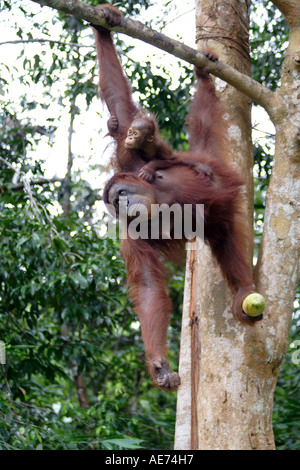 Orang Utan Mutter und Baby in freier Wildbahn im Semenggoh Wildlife Rehabilitation Centre, Kuching, Sarawak, Borneo, Malaysia Stockfoto