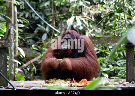 Dominanten männlichen Orang-Utan Fütterung in der Semi-Wildnis im Semenggoh Wildlife Rehabilitation Centre, Kuching, Sarawak, Borneo, Malaysia Stockfoto