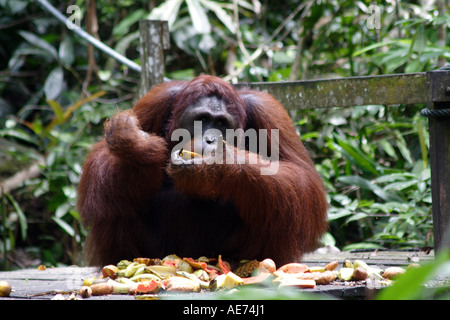 Männlichen Orang-Utan Fütterung Orang-Utan Semenggoh Wildlife Rehabilitation Centre, Kuching, Sarawak, Borneo, Malaysia Stockfoto