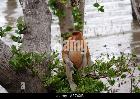 Männlichen Nasenaffe in Baco National Park, Sarawak, Borneo, Malaysia Stockfoto