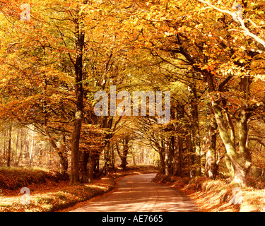 Ein Feldweg, gesäumt von Rotbuchen in Herbstfärbung Haldon Hügel in der Nähe von Teignmouth Devon Great Britain Stockfoto