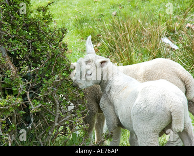 Zwei Frühjahr Lämmer auf einem walisischen farm.UK Stockfoto