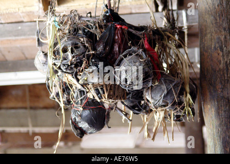 IBAN Stamm Trophy Schädel innen Rumah Bundong, eine traditionelle Iban-Langhaus, Kapit, Sarawak, Borneo, Malaysia Stockfoto