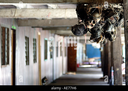 IBAN Stamm Trophy Schädel innen Rumah Uluyong, eine traditionelle Iban-Langhaus, Kapit, Sarawak, Borneo, Malaysia Stockfoto