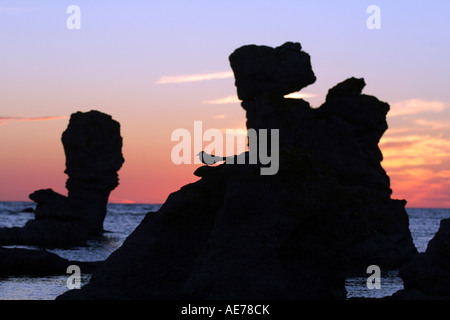 Silhouette eines Vogels sitzt auf einem Rauk in Fårö, Gotland, Schweden, bei Sonnenuntergang. Stockfoto