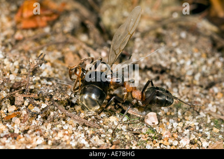Holz Ameise Formica Rufa mit Beute Maulden Holz Bedfordshire Stockfoto