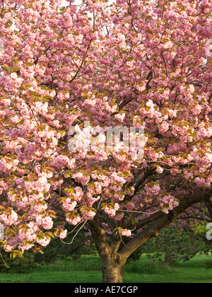 Kanada Ontario Niagara Falls Schule der Gartenbau japanische blühende Kirschbaum in voller Blüte Prunus Serrulata Stockfoto