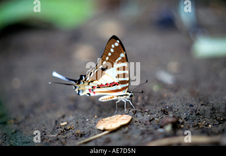 Vor Ort Schwertträger Graphium Nomius Schmetterling in Corbett Tiger Reserve, Uttarakhand. Papilionidae: Schwalbenschwänze Stockfoto