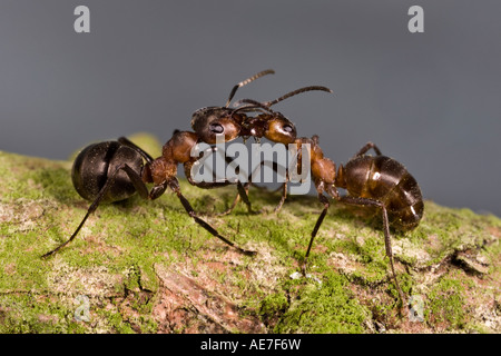 Holz Ameise Formica Rufa eine Ameise Fütterung ein weiteres Maulden Holz Bedfrodshire Stockfoto