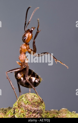 Holz Ameise Formica Rufa in Verteidigung Stellung Maulden Holz Bedfordshire Stockfoto