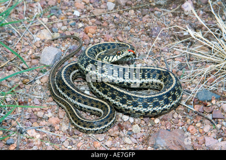 Schwarzhals-Garter Snake Thamnophis Cyrtopsis Elgin Arizona USA 22 Juli Erwachsenen Colubridae Stockfoto