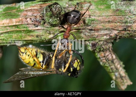Holz Ameise Formica Rufa tragen Wespe zurück zum Maulden Holz Bedfordshire verschachteln Stockfoto