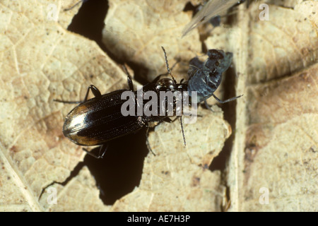 Räuberische Käfer Boden Notiophilus Biguttatus schwarze Bohnen-Blattlaus Aphis Fabae angreifen Stockfoto