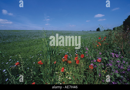 Flachs-Feld in hellblau mit Ochsen eyed Mohn und Malve in Hecke Boxford Suffolk Nordrand des Constable country Stockfoto