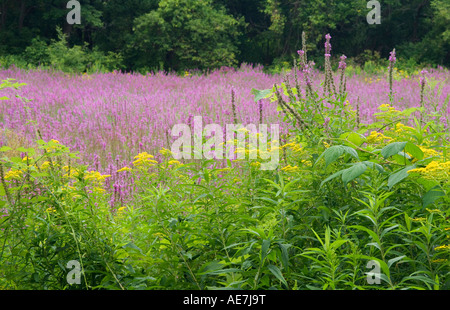 Blutweiderich Lythrum Salicaria Ragweed Ambrosia Artemisiifolia invasives Unkraut überholen alten Teich in Manlius New York Stockfoto