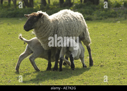 Zwei Lämmer füttern von ihrer Mutter. Stockfoto