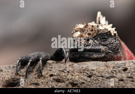 Marine Iguana Nahaufnahme schlafend auf Felsen Haube Insel Galapagos Stockfoto