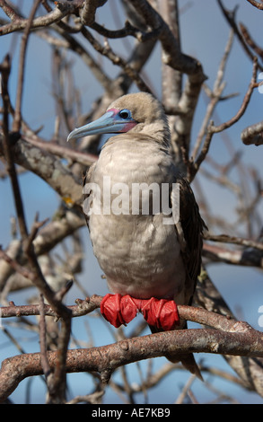 Red footed Booby thront im Baum Genovesa Galapagos Stockfoto