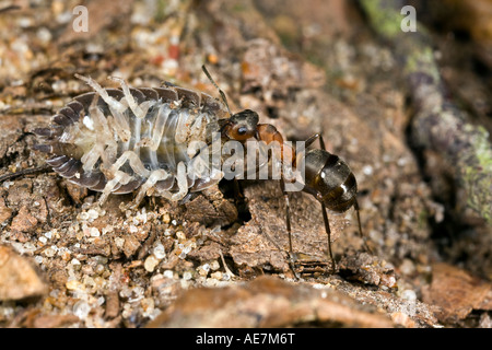 Holz Ameise Formica Rufa tragen Woodpig zurück zum Maulden Holz Bedfordshire verschachteln Stockfoto
