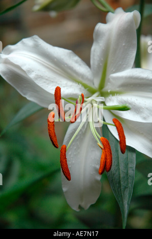 Nahaufnahme von Lilly Lilium Oriental Stockfoto