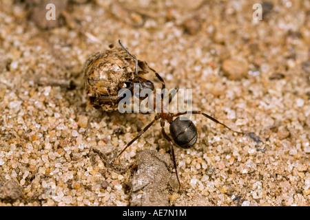 Wieder zu Maulden Holz Bedfordshire nisten nest Holz Ameise Formica Rufa tragen Stockfoto