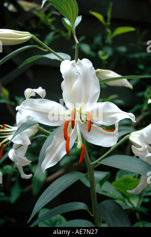 Nahaufnahme von Lilly Lilium Oriental Stockfoto