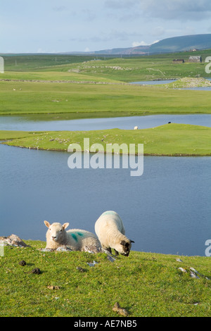 dh Dridgeo ESHA NESS SHETLAND zwei Lämmer Weiden auf Seacliff oben übersehen Seen von Dridgeo Stockfoto