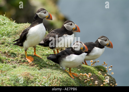 dh Fratercula Arctica Puffin AUKS UK Papageitaucher Clifftop Kolonie in der Nähe Nesting Höhlen schottland Vögel uk Sea Cliff shetland Auk Vogel Stockfoto