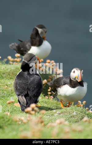 dh PAPAGEITAUCHER UK Shetland Fratercula Arctica Papageitaucher Clifftop Nisting Schottland Inseln Vogelkolonie Insel Stockfoto